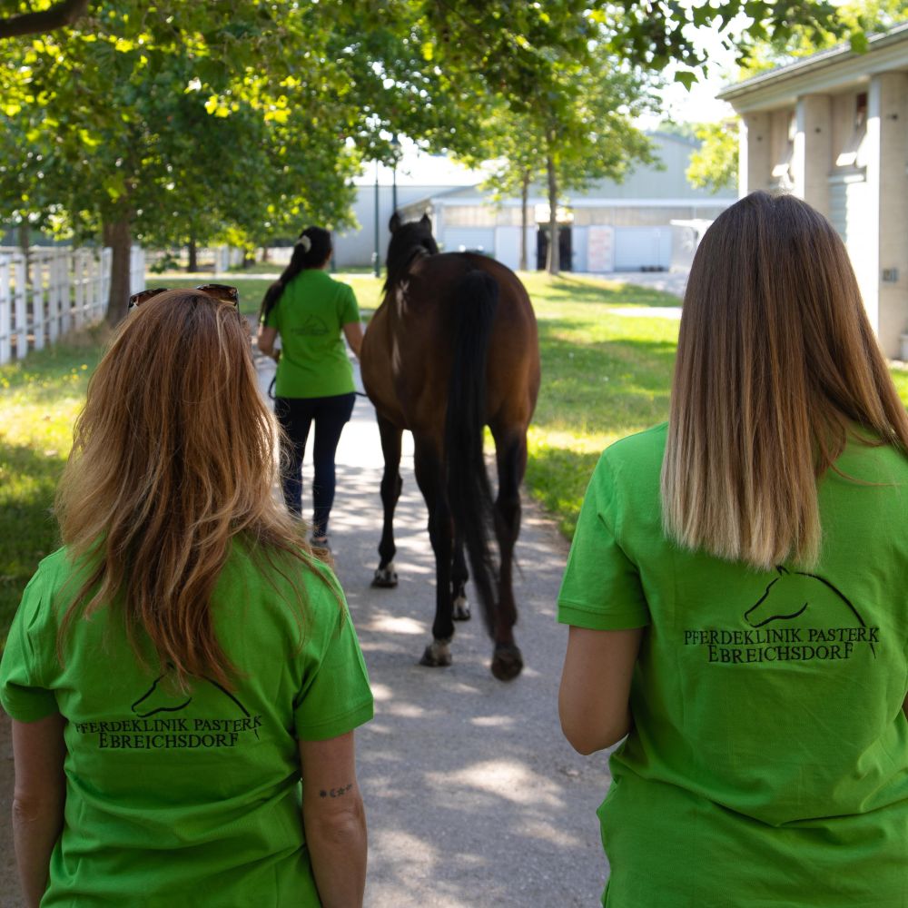 pferd turnierbetreuung